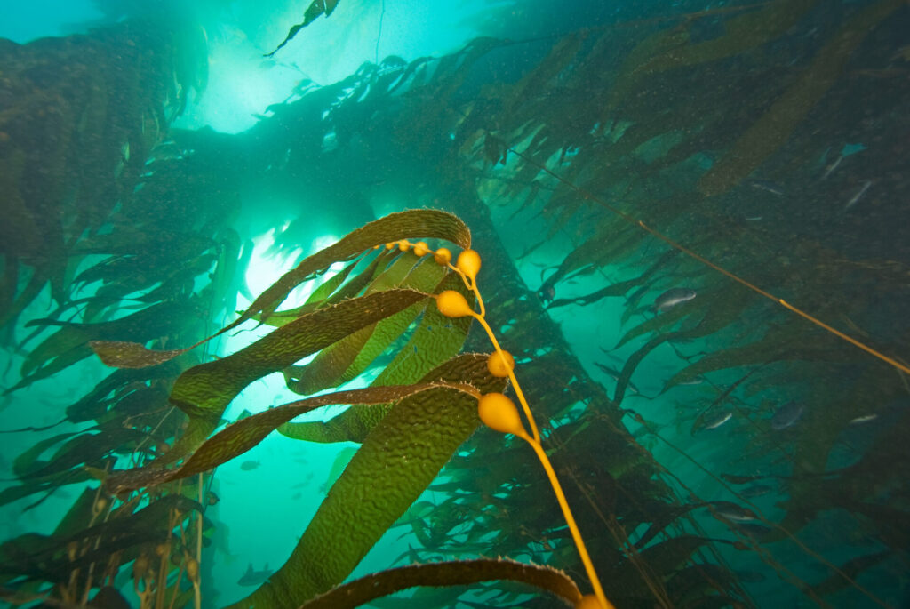 Kelp bajo el agua. Créditos: Kgrif, Adobe Stock