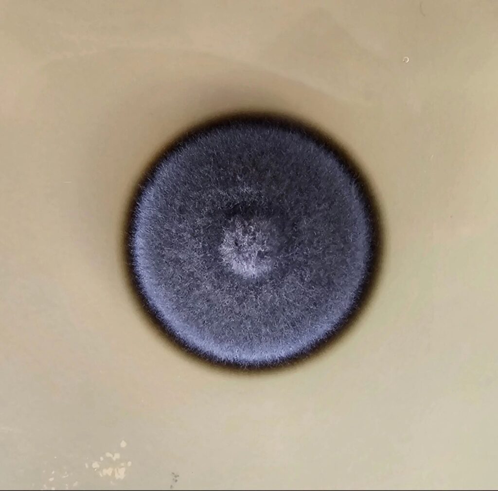 Knufia zarorii. Foto por Hugo Madrid.