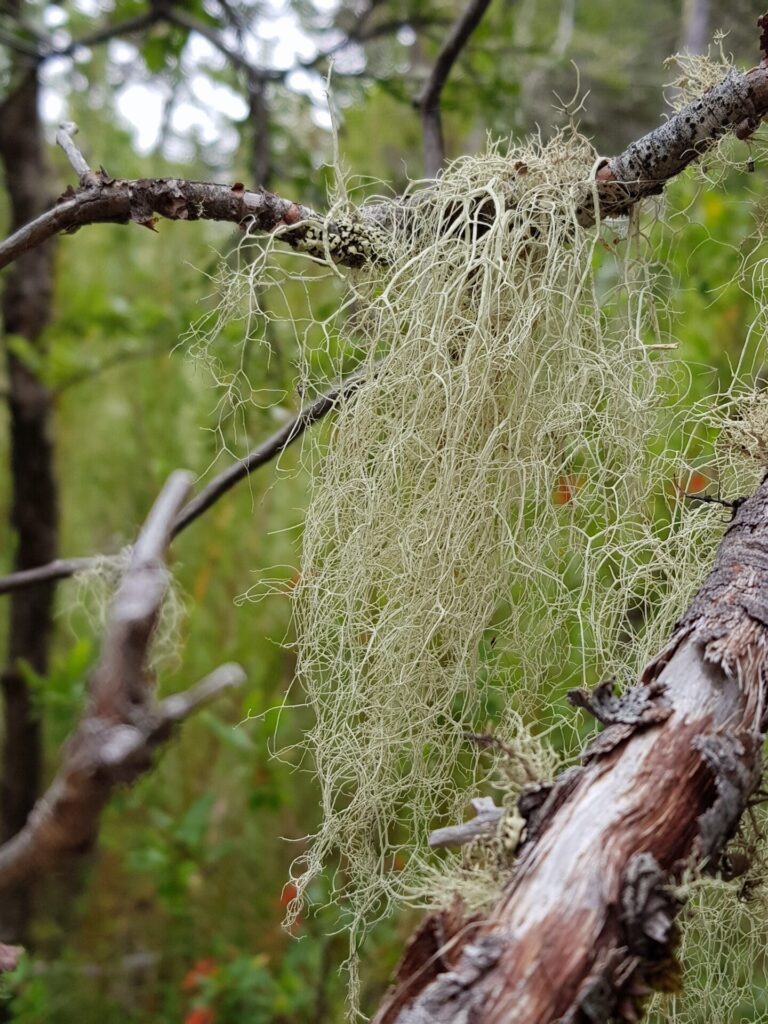 Líquen. Créditos: Karina Ocampo.