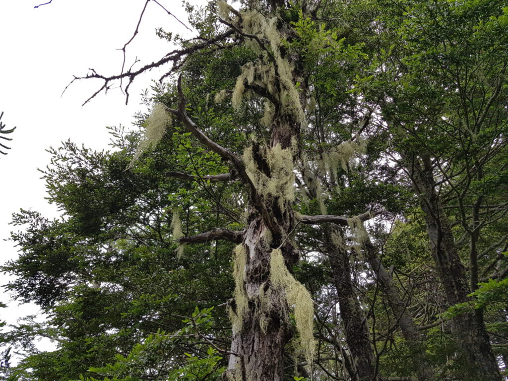 Líquen. Créditos: Karina Ocampo.