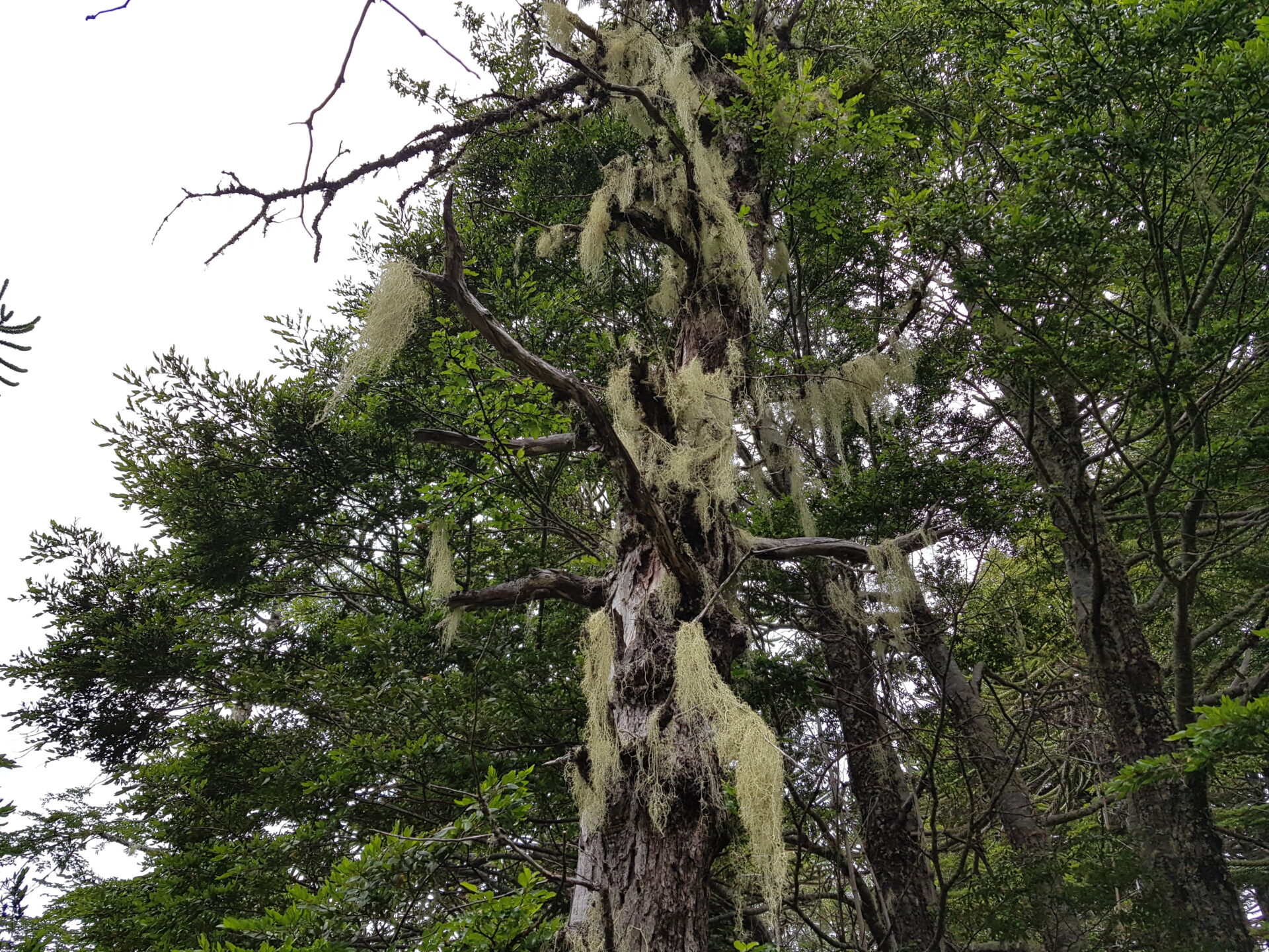 Líquenes del sur de Chile: Investigación explora su rol en la propagación de incendios forestales