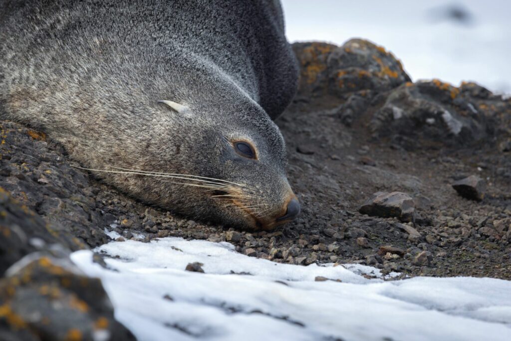 Lobo antártico, refugio Luis Risopatrón. Créditos: ©Cristián Campos Melo