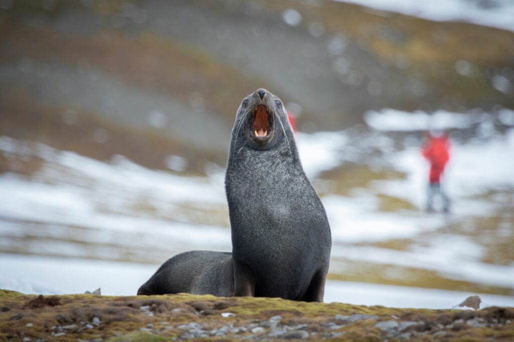 Lobo marino en la Base Luis Risopatrón. Créditos: ©Cristián Campos Melo