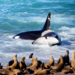 Orcas en Puerto Madryn, cortesía de Matías Popoff