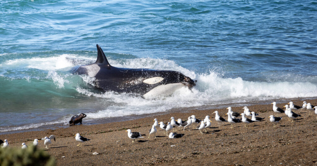 Orcas en Península Valdés, cortesía de Matías Popoff