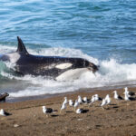 Orcas en Península Valdés, cortesía de Matías Popoff