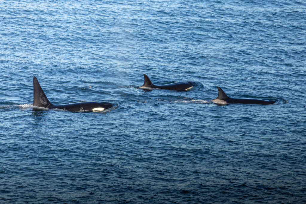 Orcas en Puerto Madryn, cortesía de Matías Popoff