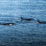 Orcas en Puerto Madryn, cortesía de Matías Popoff