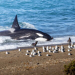 Orcas en Puerto Madryn, cortesía de Matías Popoff
