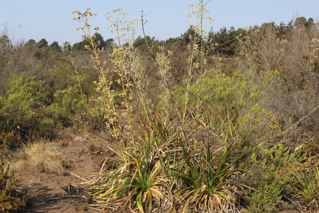 Matorral esclerófilo en acantilados de Quirilluca. Créditos: ©Tamara Núñez
