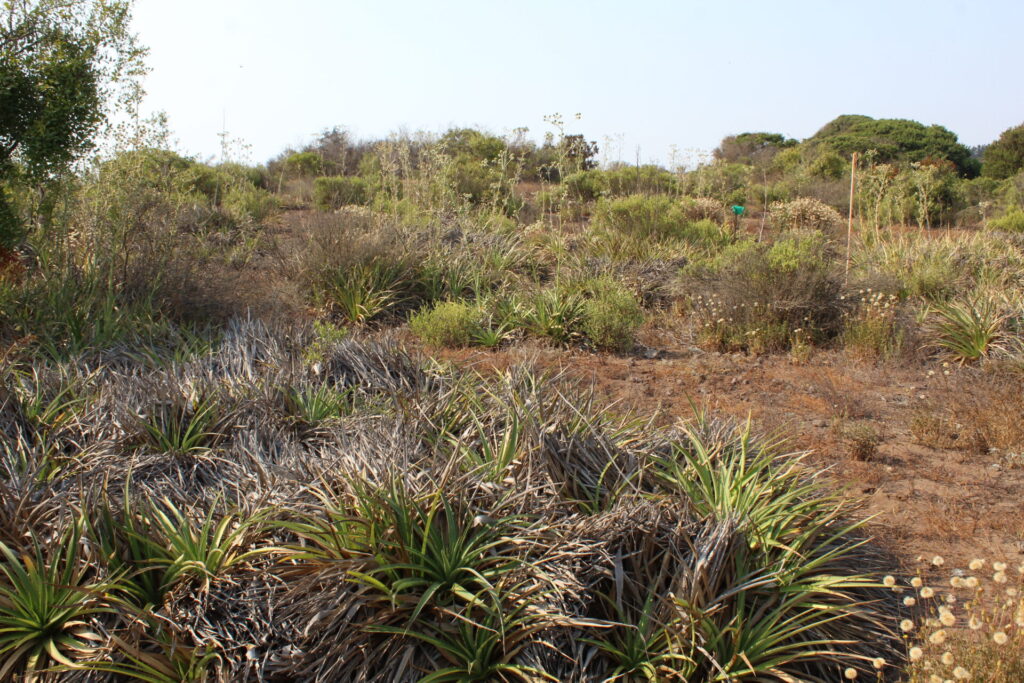 Matorral esclerófilo en acantilados de Quirilluca. Créditos: ©Tamara Núñez