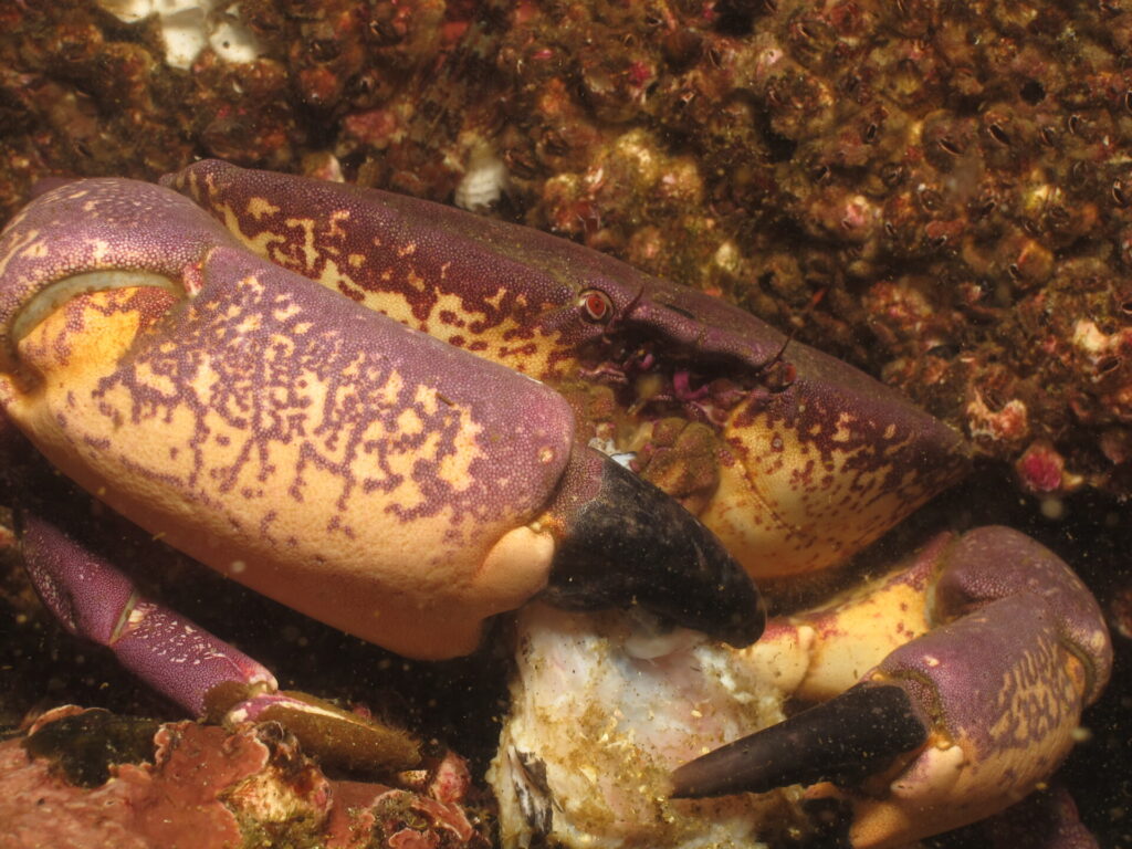 mora-vladimir-garmendia