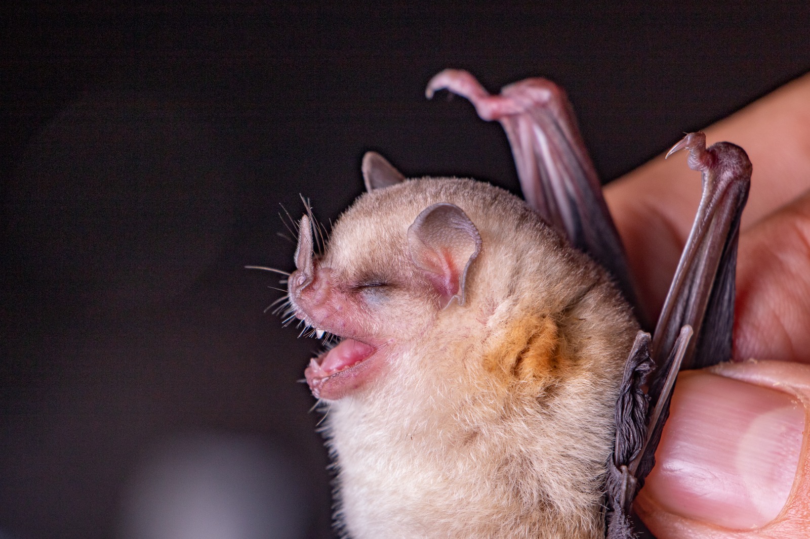 En el Día de la Apreciación de los Murciélagos, entrevista a biólogo que ha reconstruido la historia de estos mamíferos en México