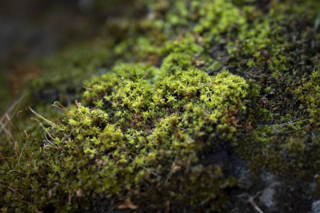 MUSGOPORCLEMENTEGALLARDO