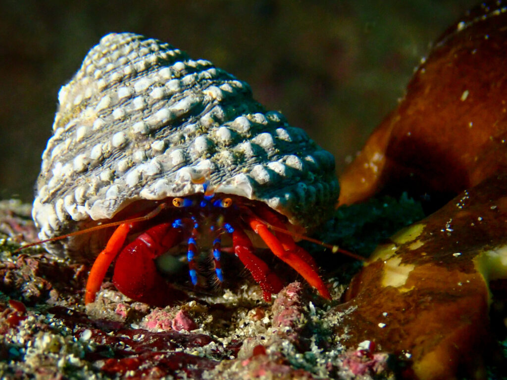 foto Nicolás-Riquelme