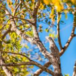 foto de Annais Pascual