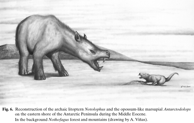Reconstruction of the archaic litoptern Notolophus and the opossum-like marsupial Antarctodolops on the eastern shore of the Antarctic Peninsula during the Middle Eocene. In the background Nothofagus forest and mountains (drawing by A. Vinas).