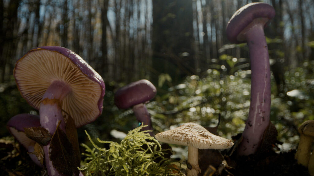 Hongos. Créditos: Mateo Barrenengoa