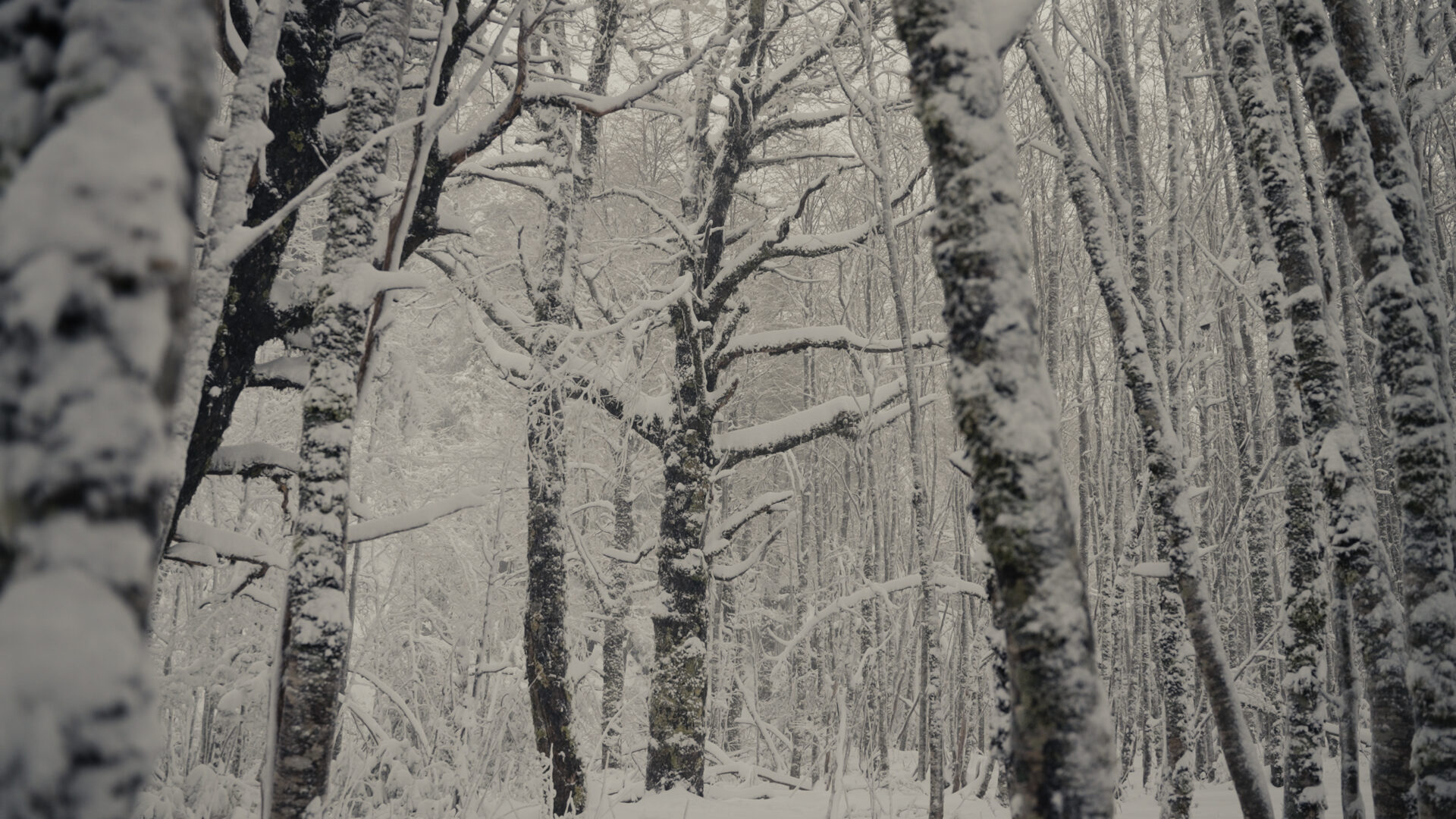 “Un árbol”: Cineasta Mateo Barrenengoa estrena su nueva película en Festival Santiago Wild 2026, con la narración de Giuliana Furci