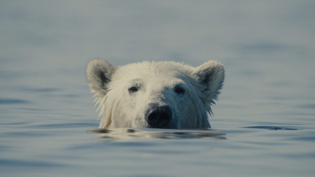 foto cortesía de Nuisance Bear