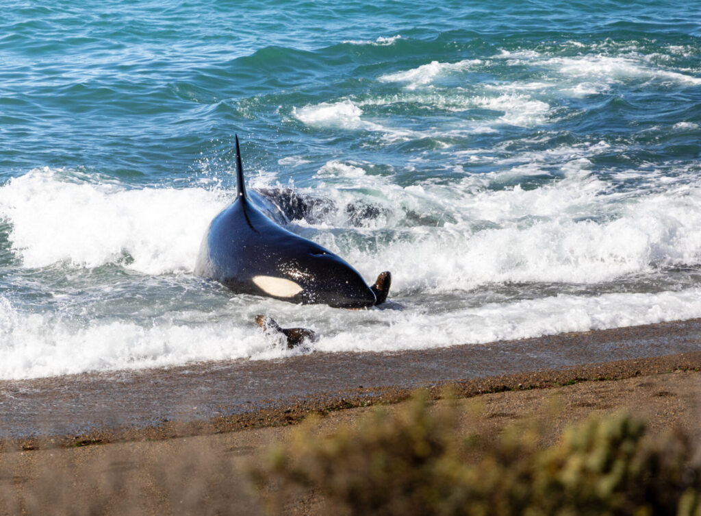 Orcas en Puerto Madryn, cortesía de Matías Popoff