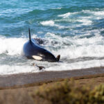 Orcas en Puerto Madryn, cortesía de Matías Popoff