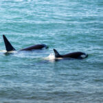 Orcas en Puerto Madryn, cortesía de Matías Popoff