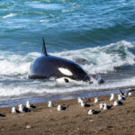 Orcas en Puerto Madryn, cortesía de Matías Popoff