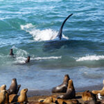 Orcas en Puerto Madryn, cortesía de Matías Popoff