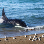 Orcas en Puerto Madryn, cortesía de Matías Popoff