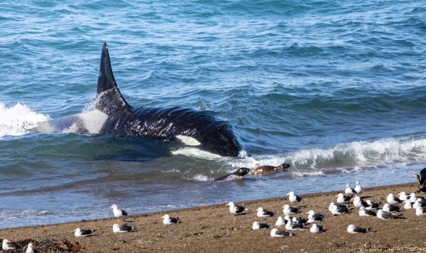 Son la única población del mundo con este comportamiento: Nuevos registros de orcas varando para cazar lobos marinos en Península Valdés