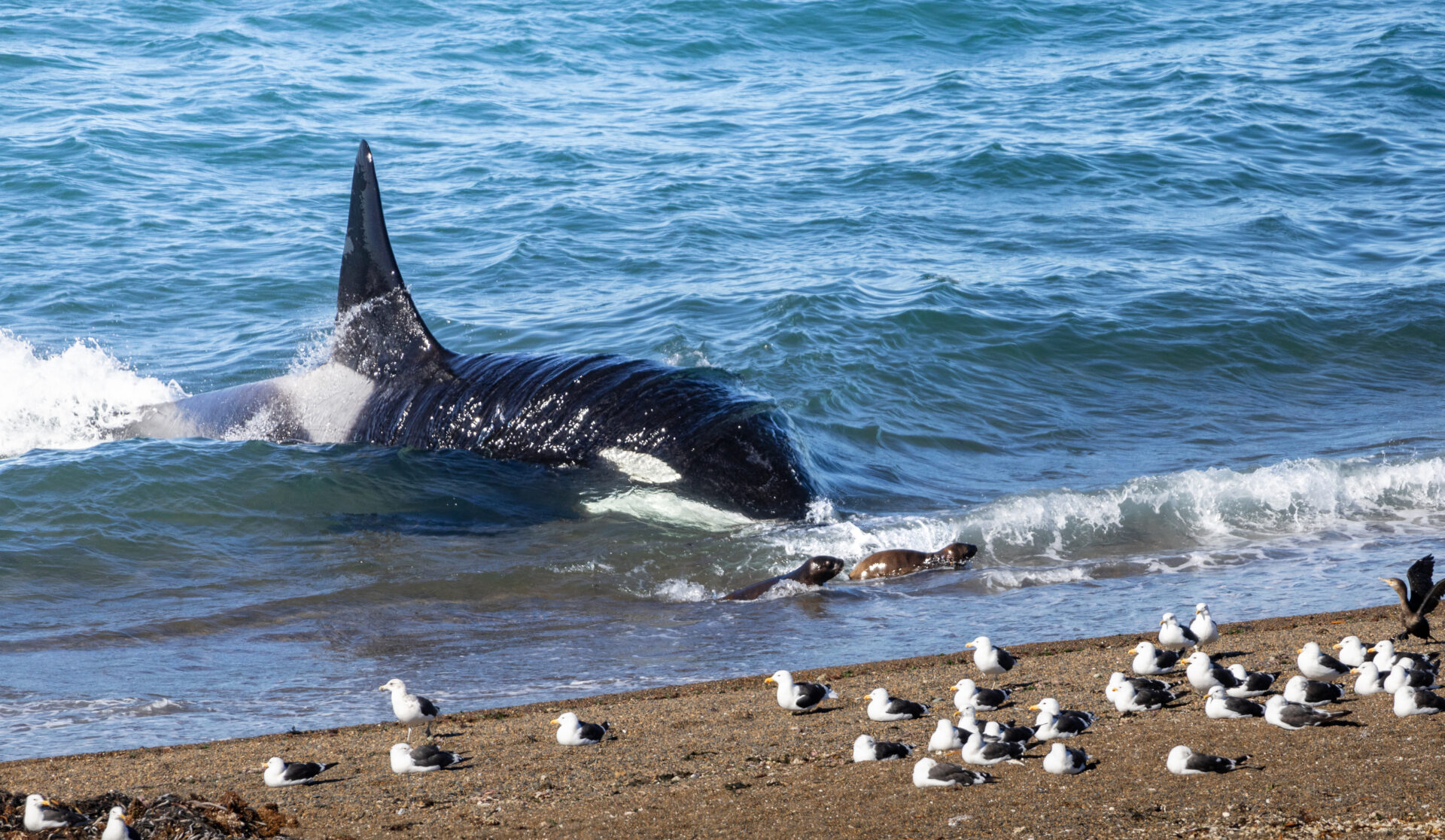 Son la única población del mundo con este comportamiento: Nuevos registros de orcas varando para cazar lobos marinos en Península Valdés