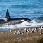 Orcas en Puerto Madryn, cortesía de Matías Popoff