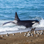 Orcas en Puerto Madryn, cortesía de Matías Popoff