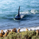 Orcas en Puerto Madryn, cortesía de Matías Popoff