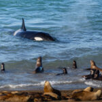 Orcas en Puerto Madryn, cortesía de Matías Popoff