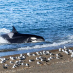 Orcas en Puerto Madryn, cortesía de Matías Popoff