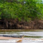 foto de Annais Pascual