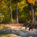 foto de Annais Pascual