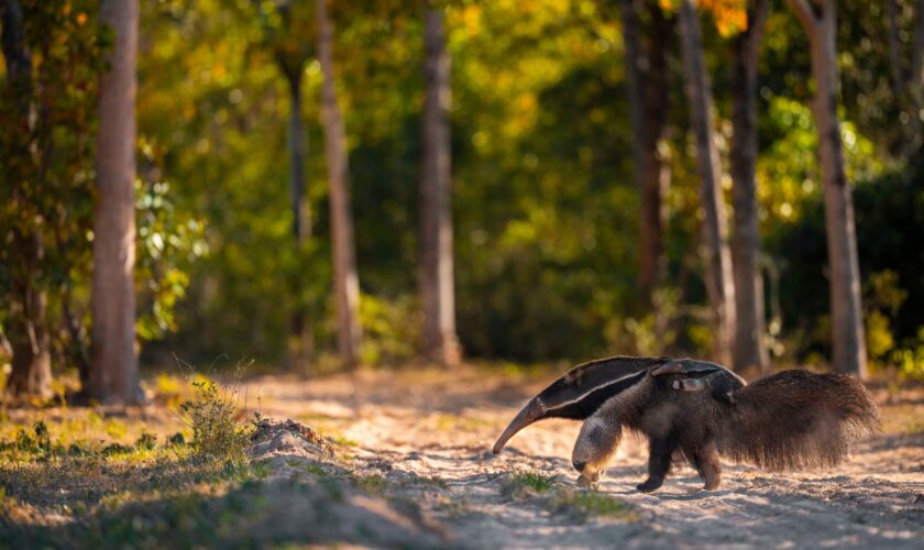 La magia salvaje del Pantanal, el mayor humedal del planeta