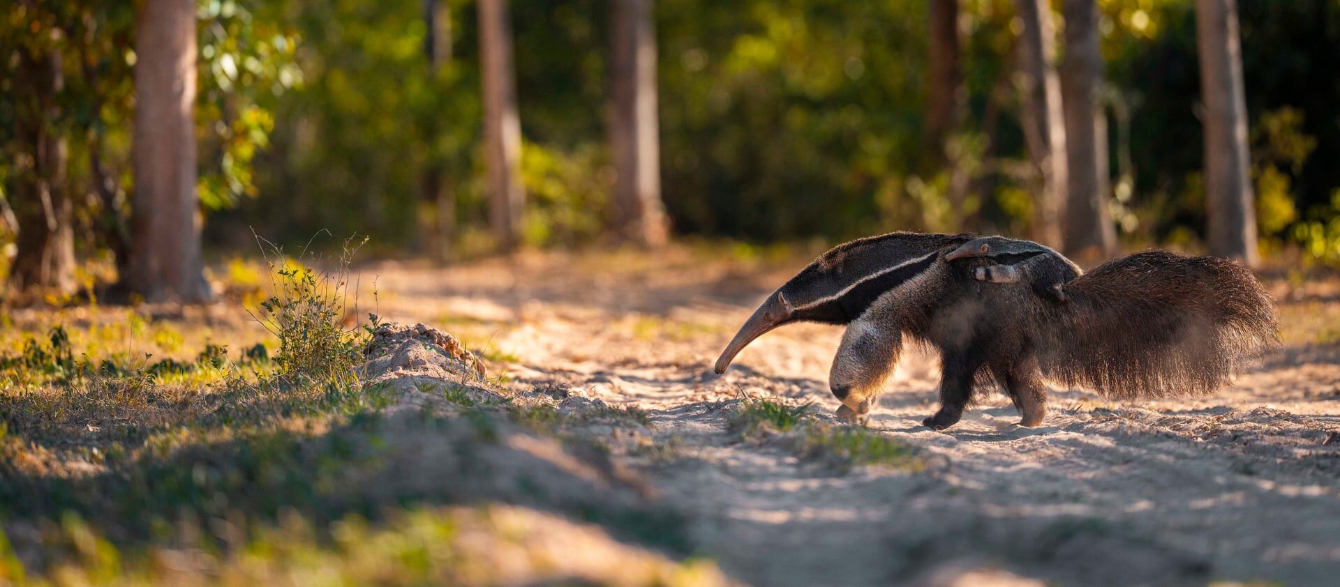 La magia salvaje del Pantanal, el mayor humedal del planeta