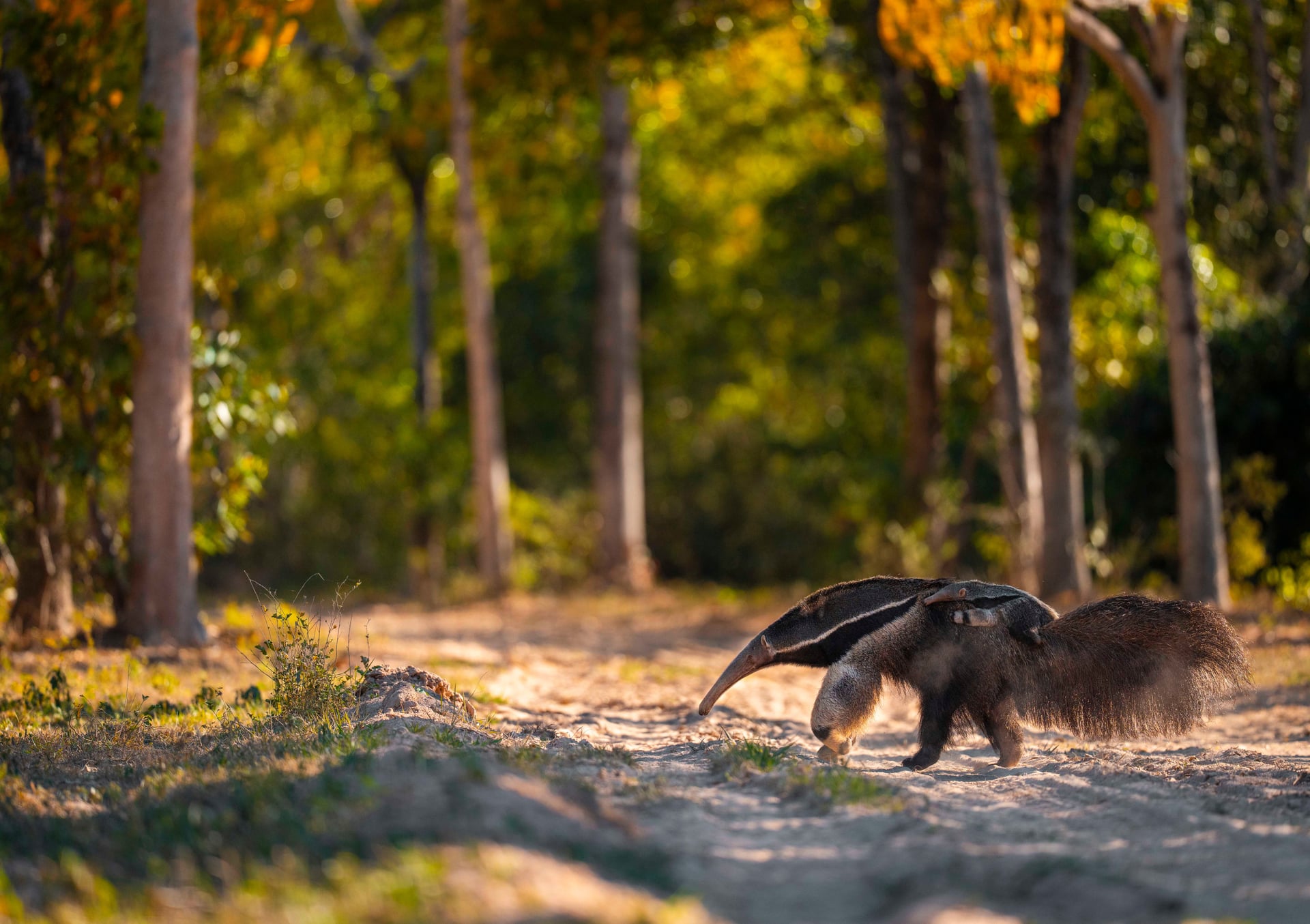 La magia salvaje del Pantanal, el mayor humedal del planeta
