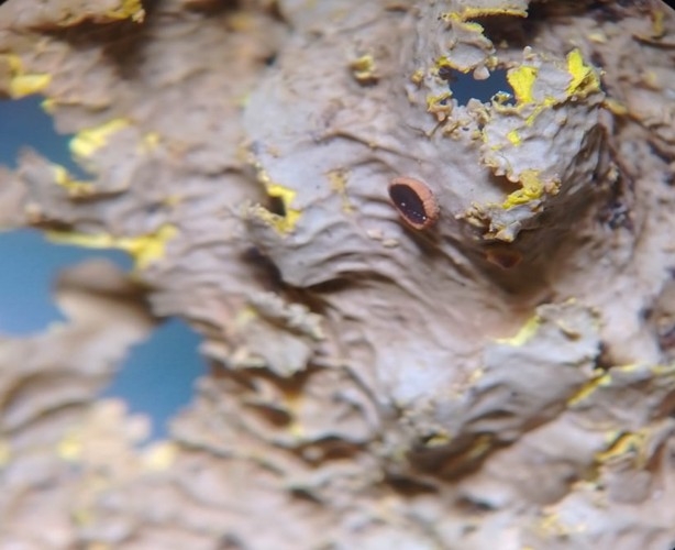 P Berberina. Créditos Karina Ocampo.