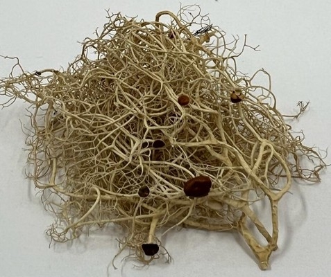 P magellanica Créditos Karina Ocampo.