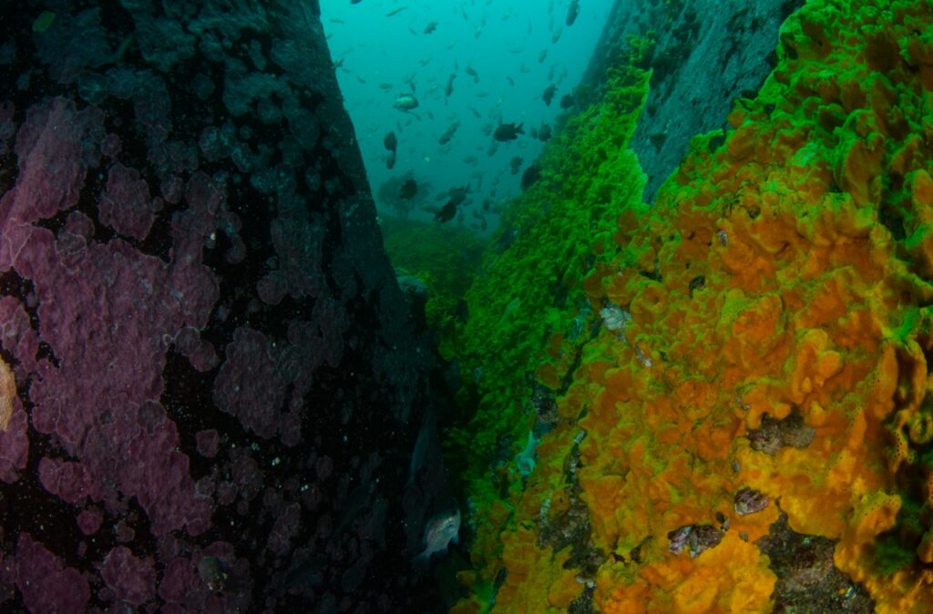 Paisaje-alejandro-perez-matus