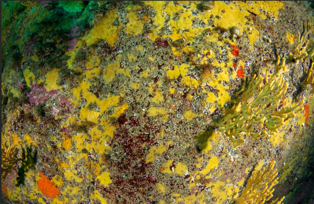 Paisaje marino, foto de Alejandro Pérez Matus