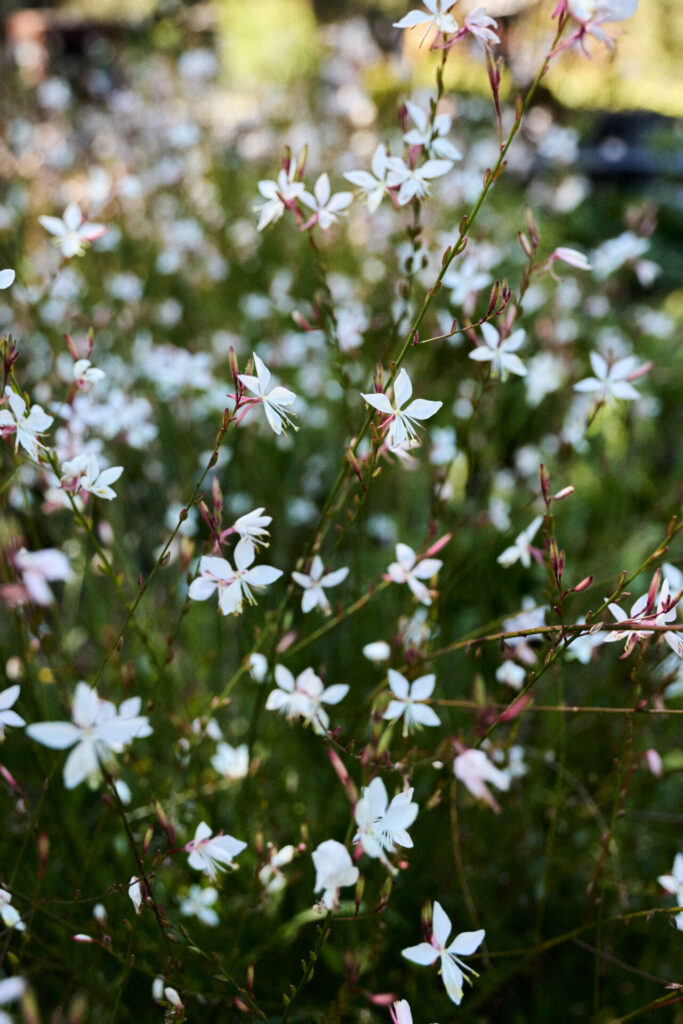 Parque Termal Botánico. Créditos (CC-BY): Parque Termal Botánico.