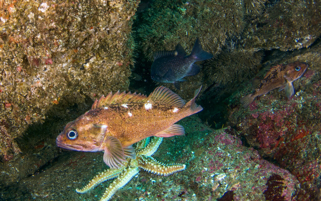 peces-alejandro-perez-matus (3)