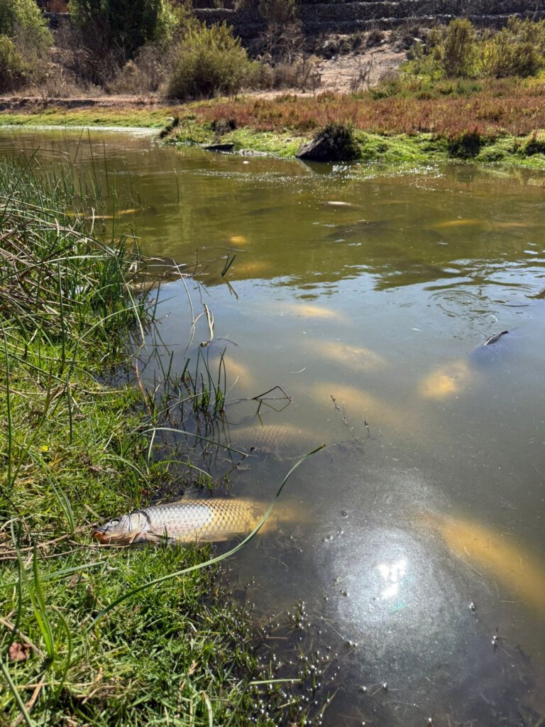 foto cortesia Javier Trivelli de Fundación Lontra