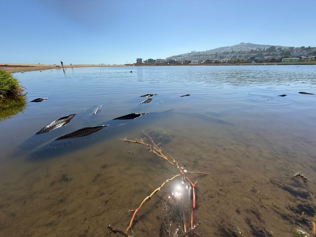 foto cortesia Javier Trivelli de Fundación Lontra